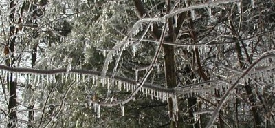 Every single tree limb has a coating of ice!