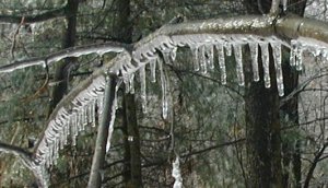 Every single tree limb has a coating of ice!