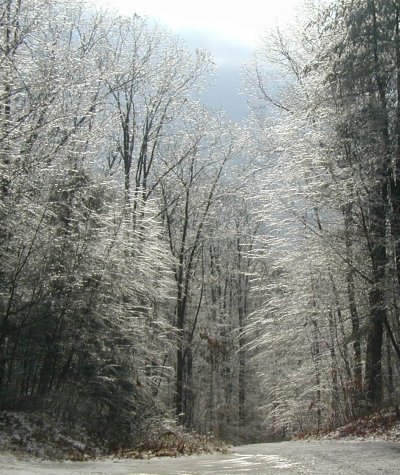 Sunlit icy trees.