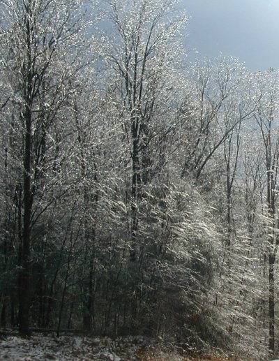 Just beautiful in the sunlight! The sunlight really shines on the icy tree limbs.