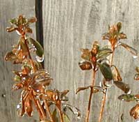 Icy drips on a little azalea plant.