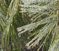 Ice weighing down the white pine boughs.
