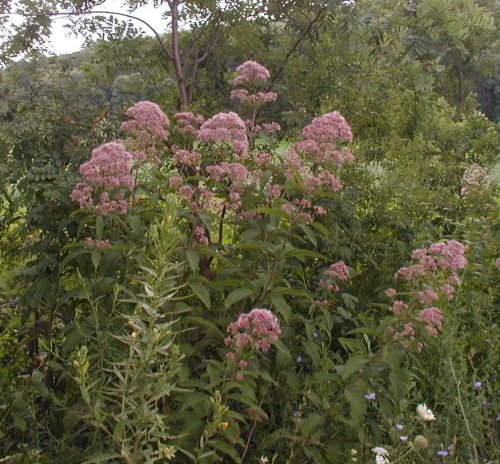 Pink flowers roadside.