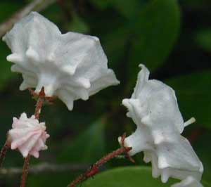 The rear of the Mountain Laurel flower has a unique shape.