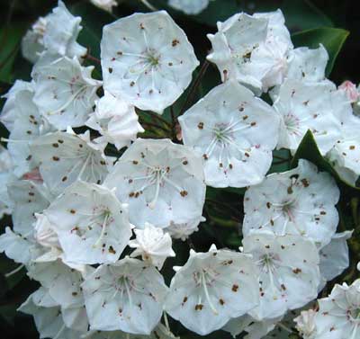 Other Mountain Laurel flowers are almost all white.