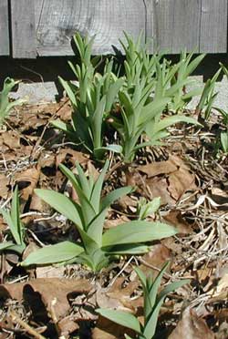 Day lilies sprouting in very early spring.