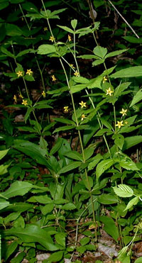 Several whorled loosestrife along the lane.