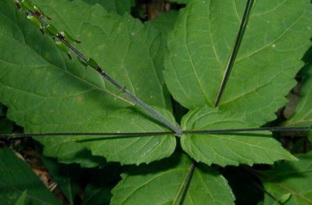 Leaves and stems of lopseed.