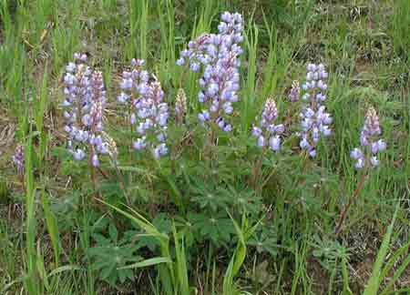 Wild lupines are necessary for the survival of the endangered Karner Blue Butterfly.