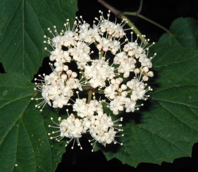 White stamens project above the white petals of viburnum.