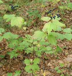 Maple-leaved viburnum provides berries in the oak forest.