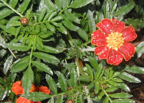 Dissected leaves of marigold having pointed tips.