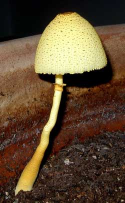 Norwegian pine pot with a yellow mushroom.