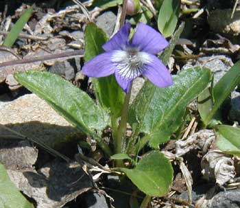 YBearded side petals and lobed leaves characterize the Northern Downy Violet.