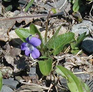 Northern Downy Violet is a small spring-blooming violet.