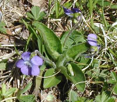 The oblong leaves are distinctive to Northern violet.