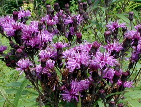 Deep purple violet flowers of New York Ironweed.