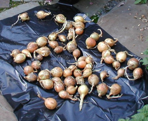 Freshly harvested Walla Walla onions.