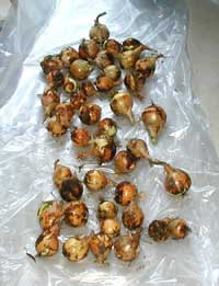 Drying the Walla Walla onions – each onion will be set apart so that no onion touches another while drying.