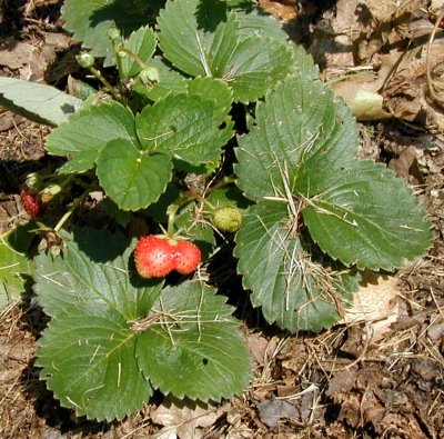 Ozark Beauty, an everlasting strawberry.