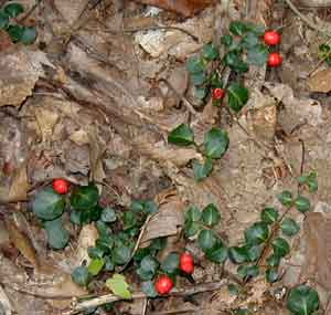Partridgeberries on the vine on the oak forest floor.