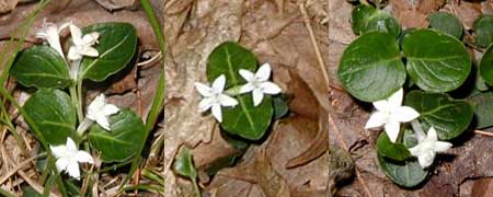 A few examples of the five-petaled variety of Squaw Vine.