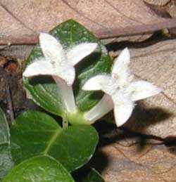 The more common four-petaled variety of Squaw Vine.