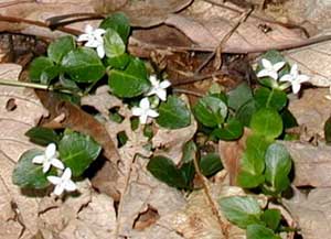 Partridgeberry gives an evergreen feel to the mixed hardwood forests of Pennsylvania.