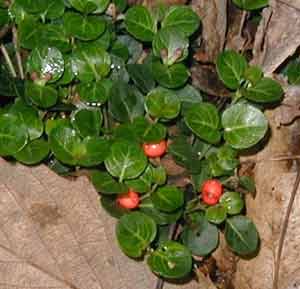 Some red partridgeberries are left over from last autumn on the same plant that is almost in flower.