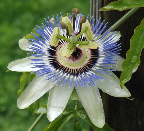 View of the top of a passion flower blossom.