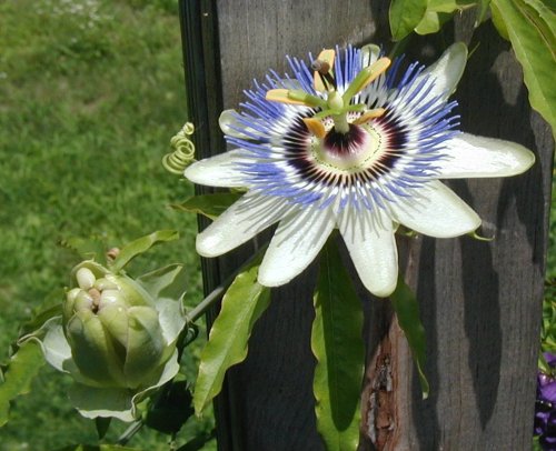Open passion flower bloom.