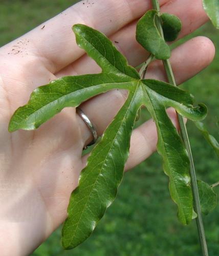 Palmate leaf of the passion flower.