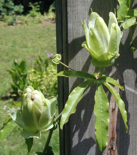 Passion flower closed bloom on left and opening on right.