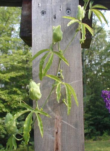 Passion flower vine.