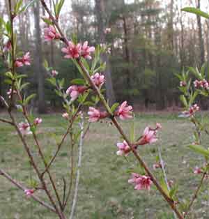 Peach blossoms are giving off a very faint, fruity scent.