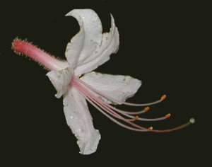 Close up image of pink azalea flower showing the long stamens and pistil.