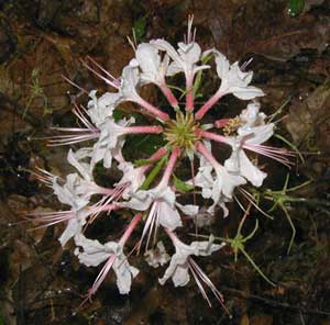 Notice the leaf midribs left behind by ravenous caterpillars in the lower right of this image of Pink Azaleas.