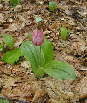Pink Lady's Slipper growing in a mixed hardwoods forest in the mountains of Pennsylvania.