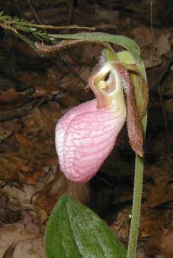 Side view shows the heavily veined pouch of the Moccasin Flower.