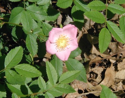 Pink, five-petaled pasture rose at the edge of the woods.