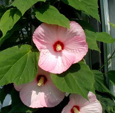 Pretty hibiscus in pink.