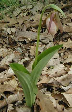 The Pink Lady Slipper is blooming in the woods of Pennsylvania.