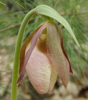 Close view of the Pink Lady Slipper, also known as the Moccasin Flower.