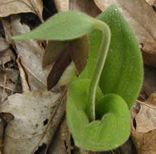 Leaves of the Pink Lady Slipper are more noticeable at first glance.