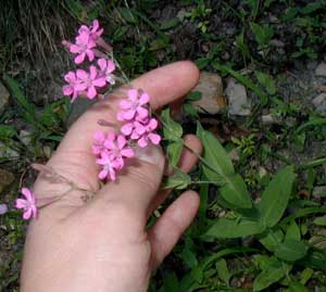 Pink flowering oxalis.