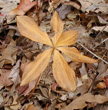 Pogonias in autumn.