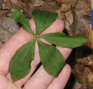 Small whorled pogonia typically holds its parallel-veined leaves horizontally.