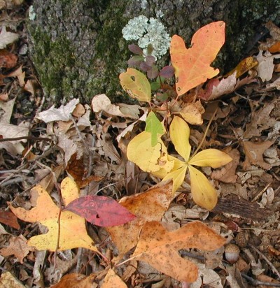 Pogonia orchids in the fall.