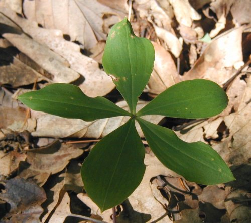 Pogonia oval-shaped leaves.