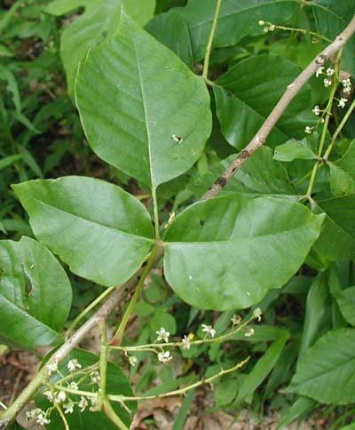 Three leaves and flowers of poison ivy.